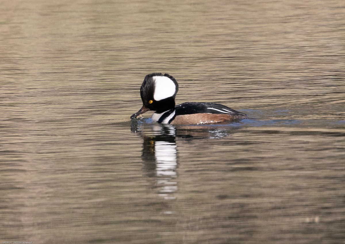 Hooded Merganser - ML545407681
