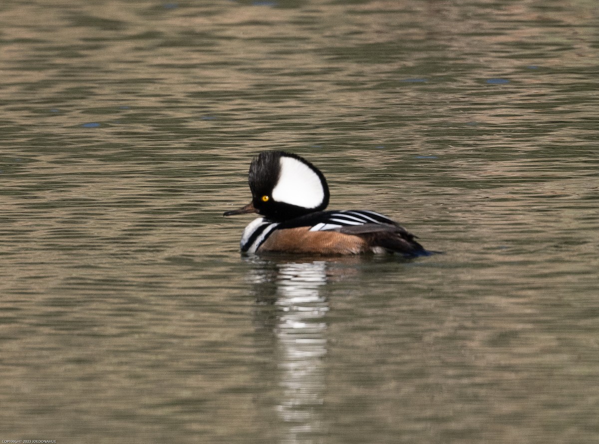 Hooded Merganser - ML545407691