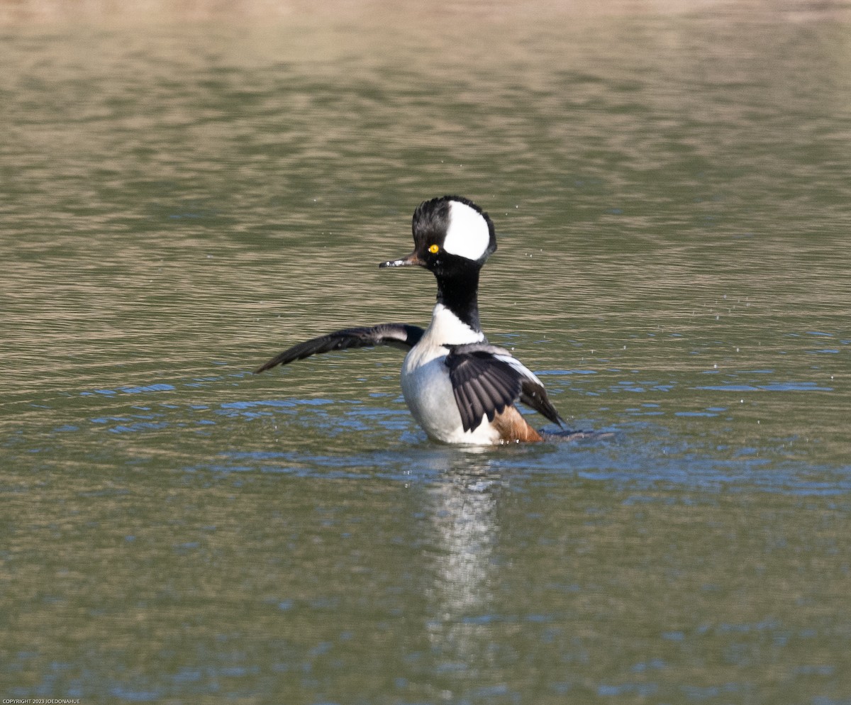 Hooded Merganser - ML545407701