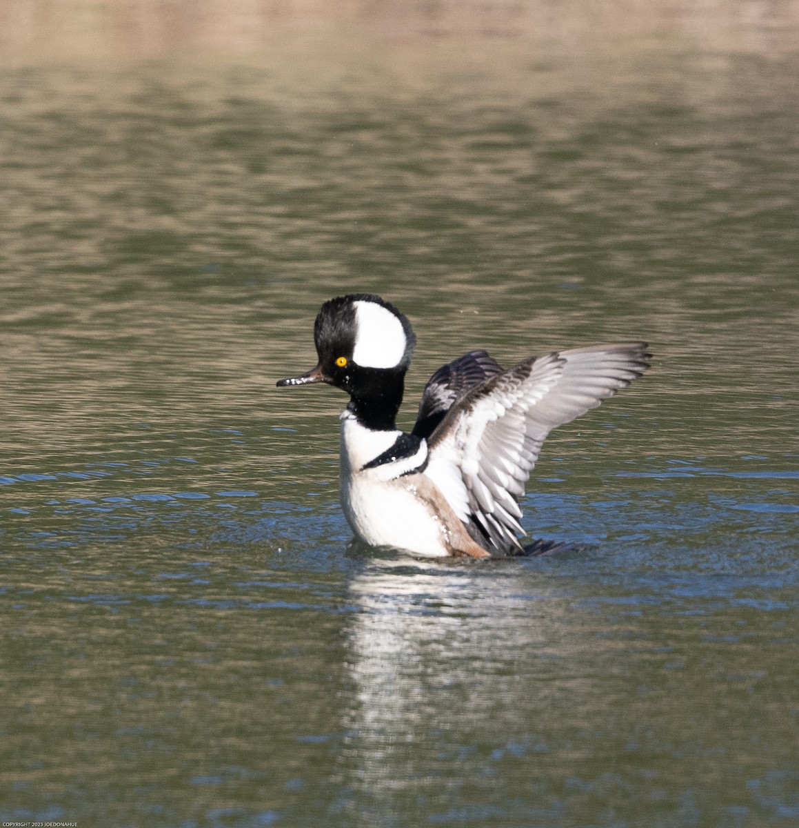 Hooded Merganser - ML545407711