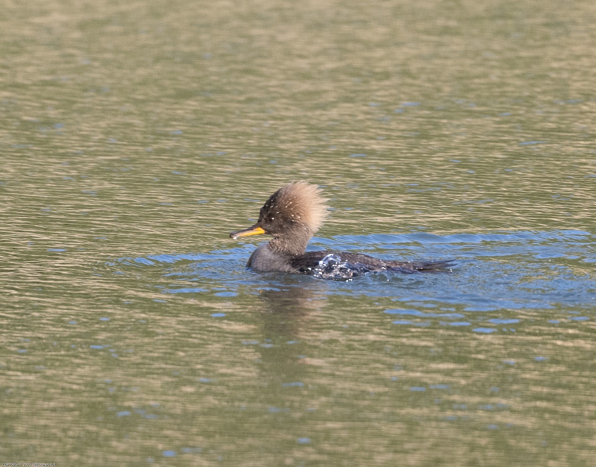 Hooded Merganser - ML545407721