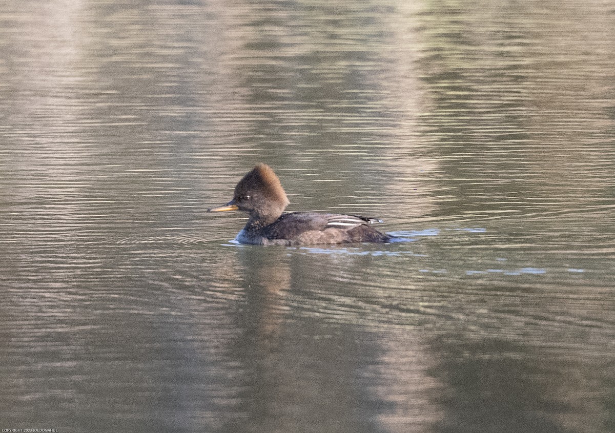 Hooded Merganser - ML545407731