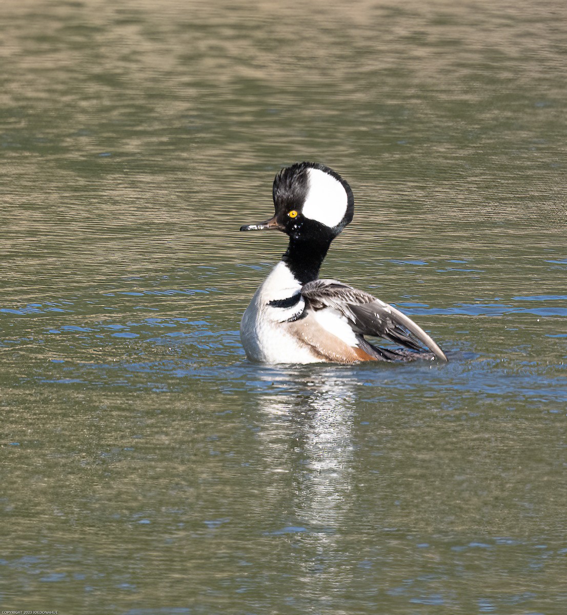 Hooded Merganser - ML545407751
