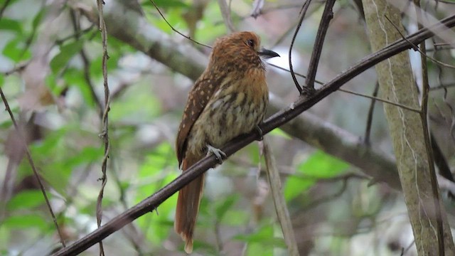 White-whiskered Puffbird - ML545407831
