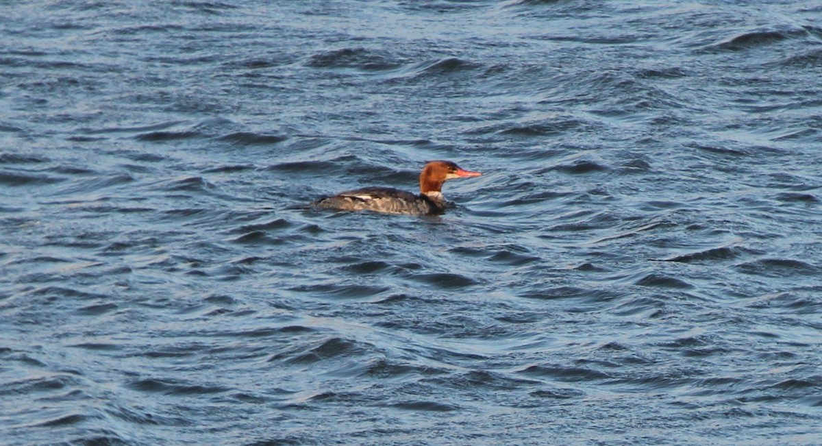 Common Merganser - ML54540811