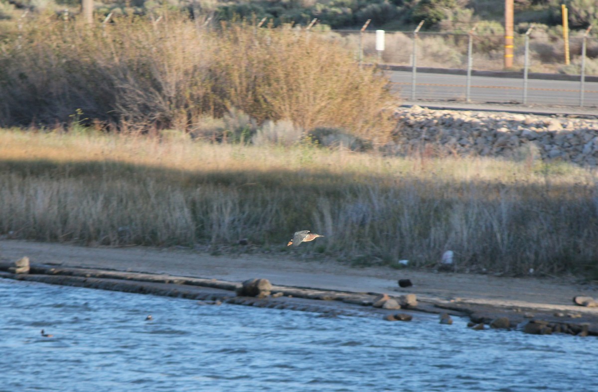 Green Heron - ML54540831