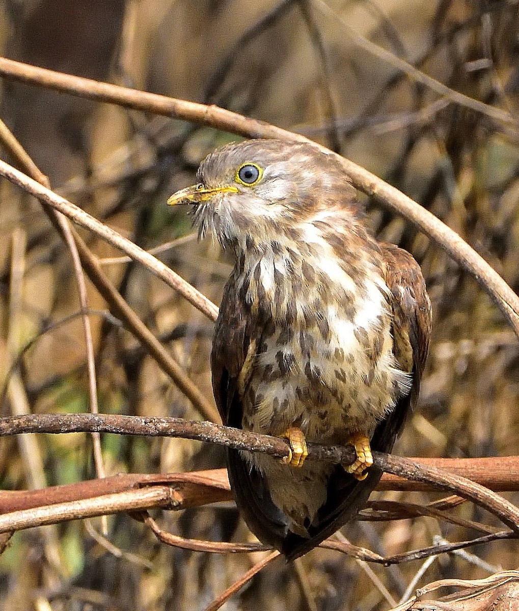 Common Hawk-Cuckoo - ML545408471