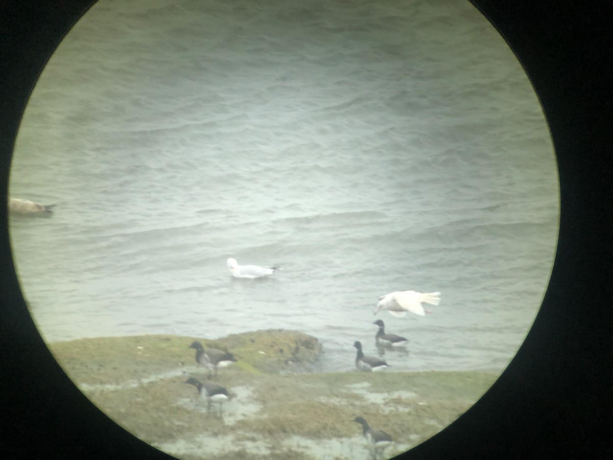 Glaucous Gull - ML545408651