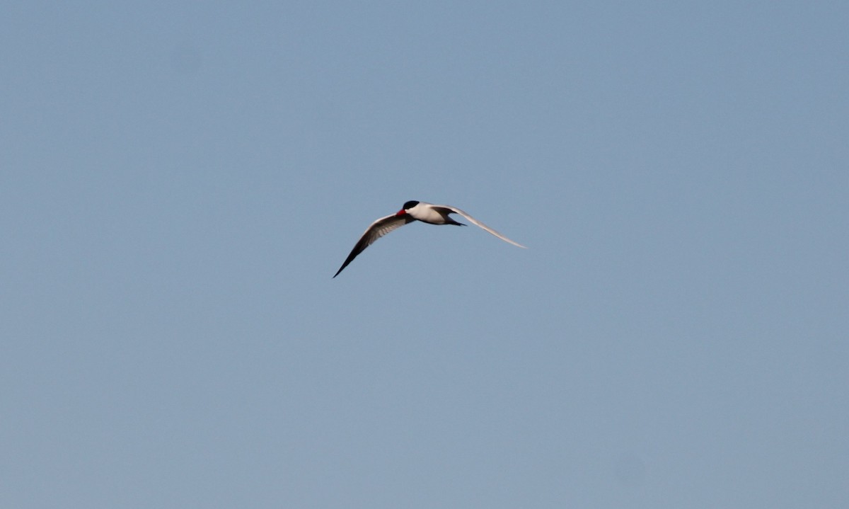 Caspian Tern - ML54540881