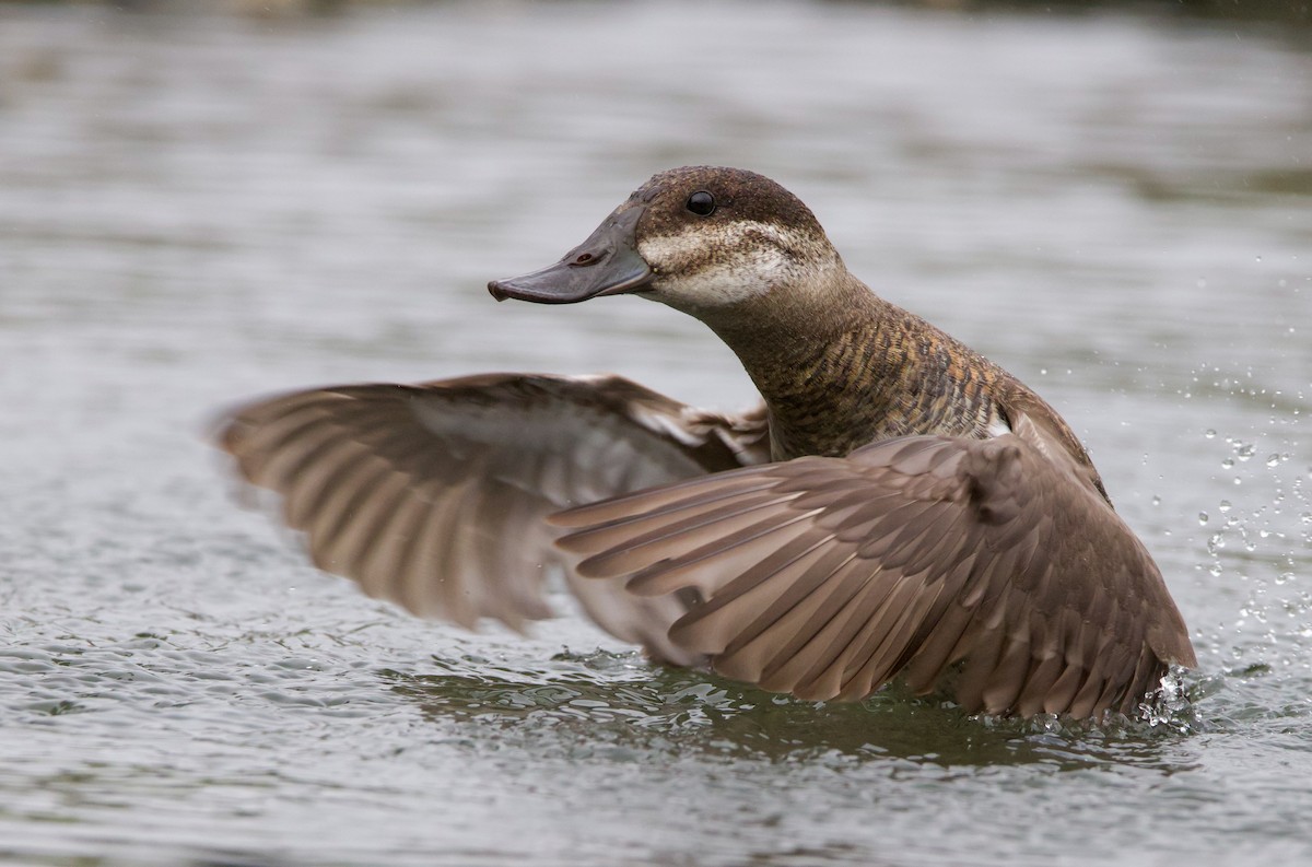 Ruddy Duck - ML545409021