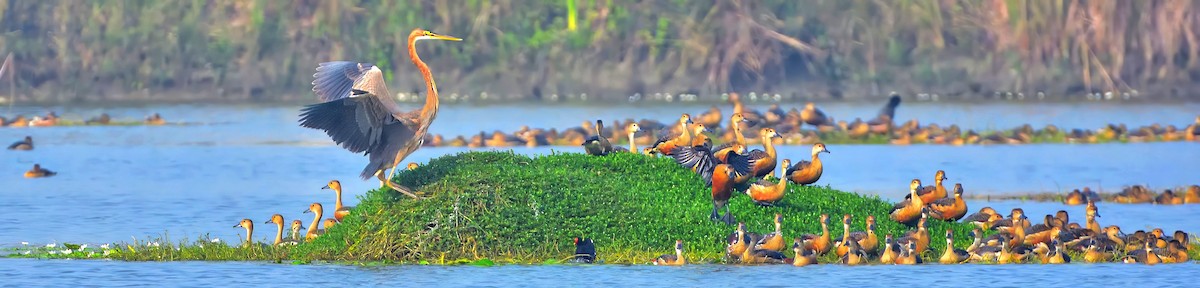 Purple Heron - ML545409171