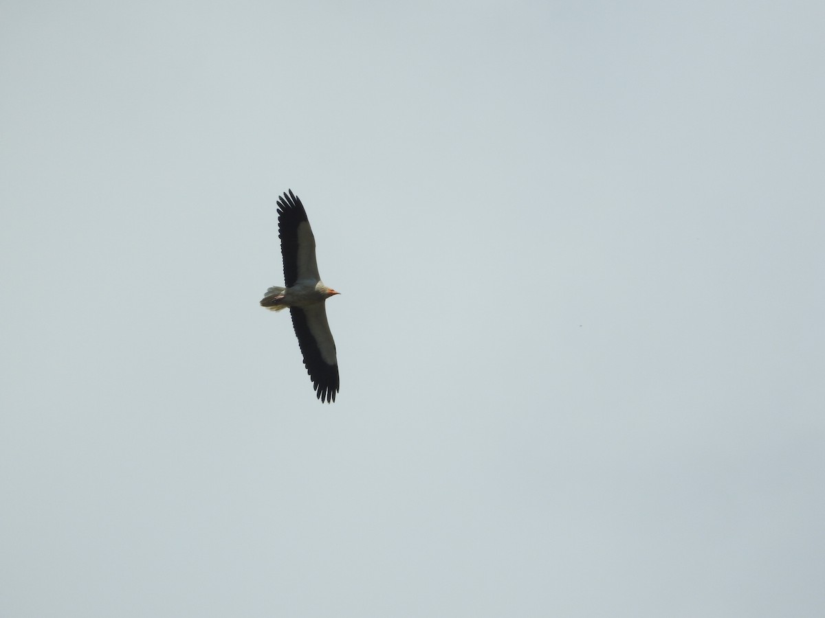 Egyptian Vulture - ML54540961