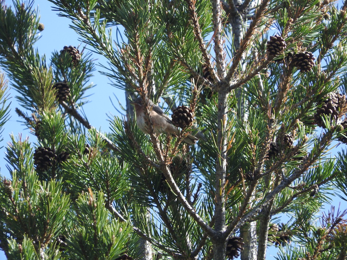 Txinbo papargorrizta iberiarra - ML54541151