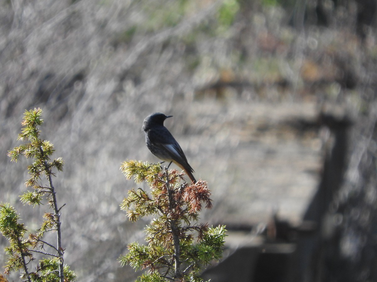 Black Redstart - ML54541181