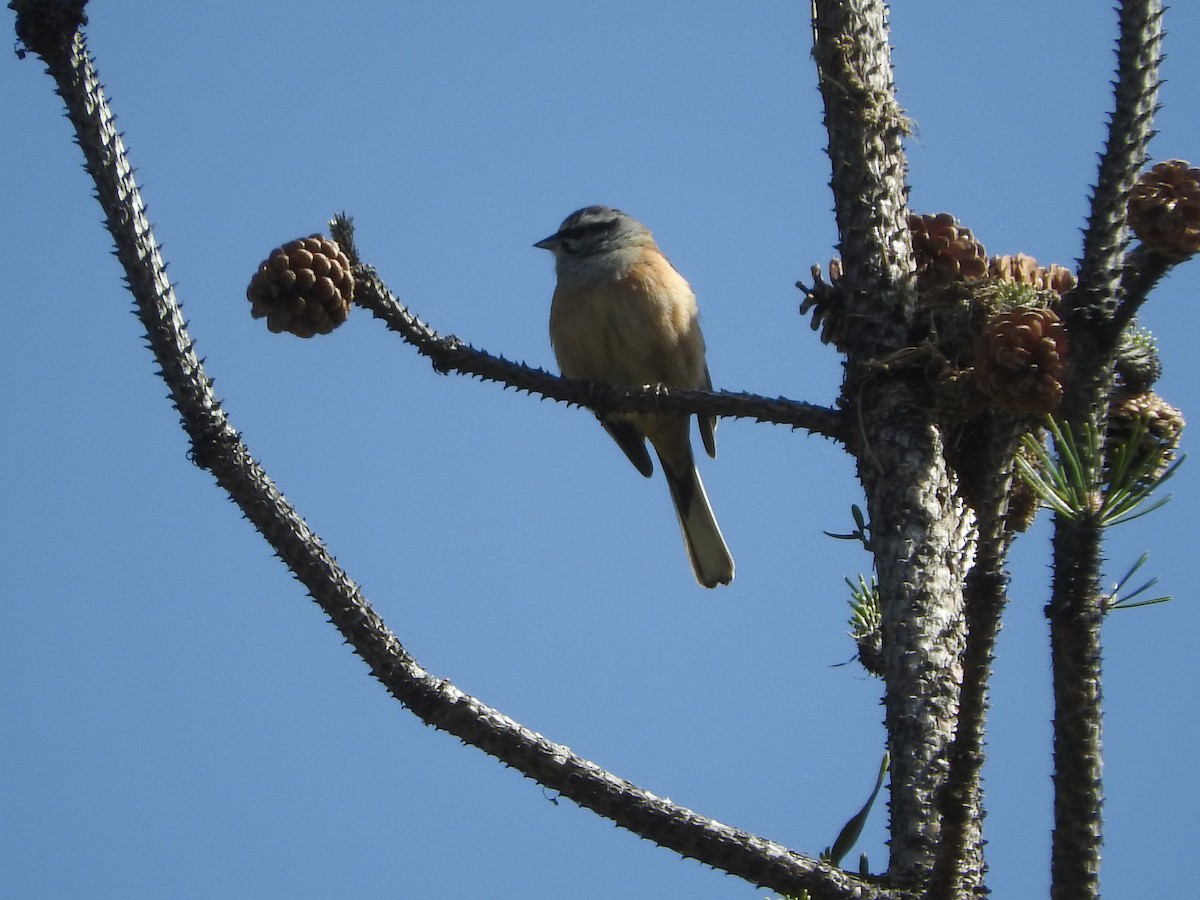 Rock Bunting - Eneko Azkue