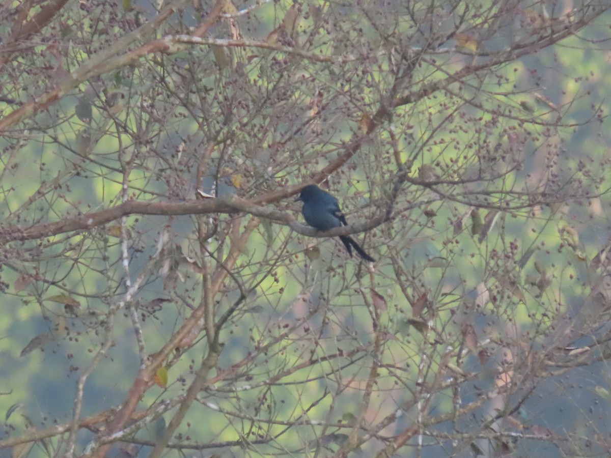 drongo kouřový - ML545412651