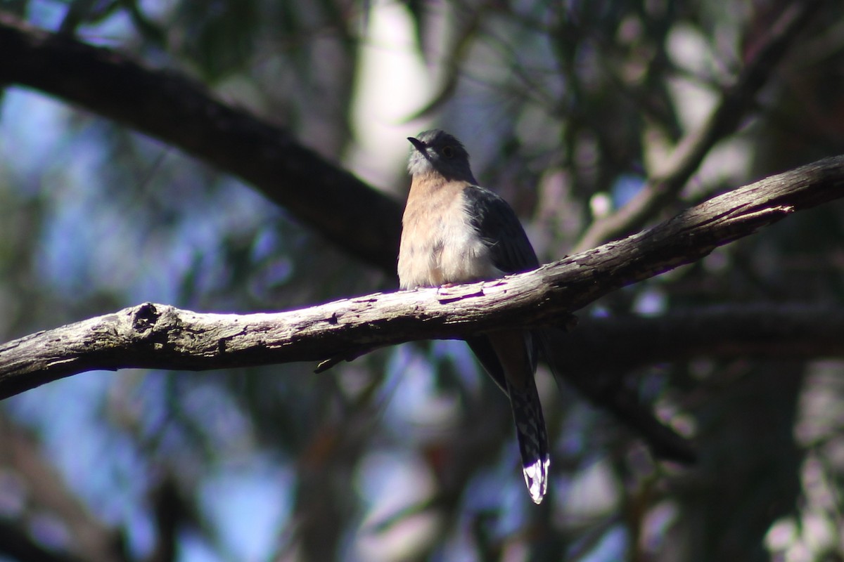 Fan-tailed Cuckoo - ML545413961