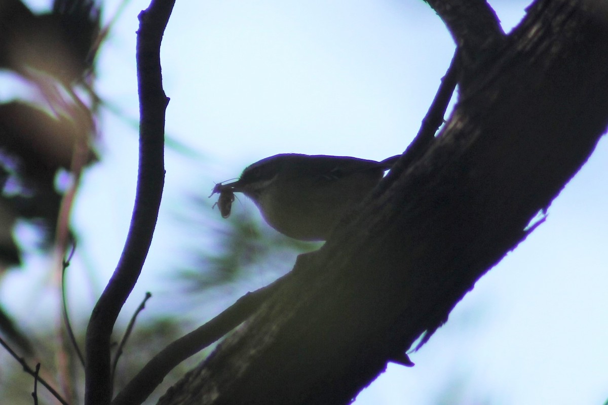 White-browed Scrubwren (White-browed) - ML545414031