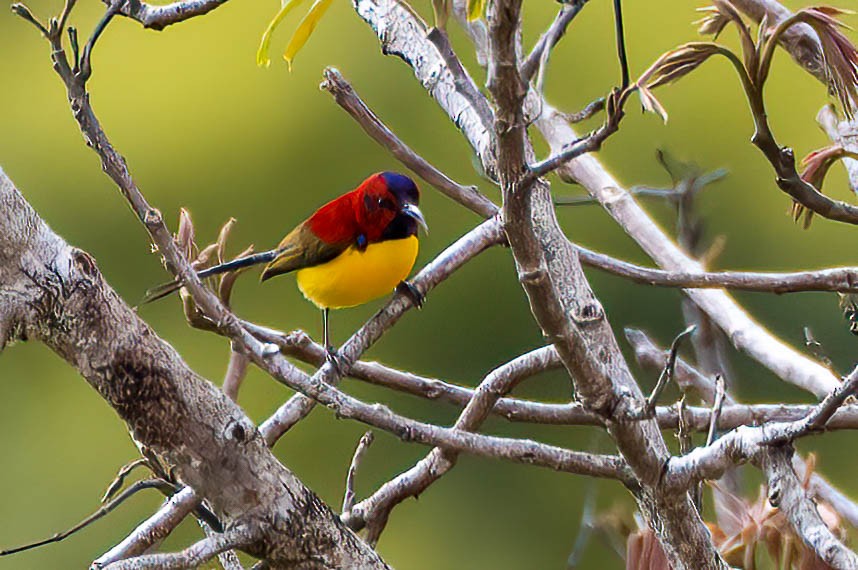 Mrs. Gould's Sunbird (Purple-rumped) - ML545414311