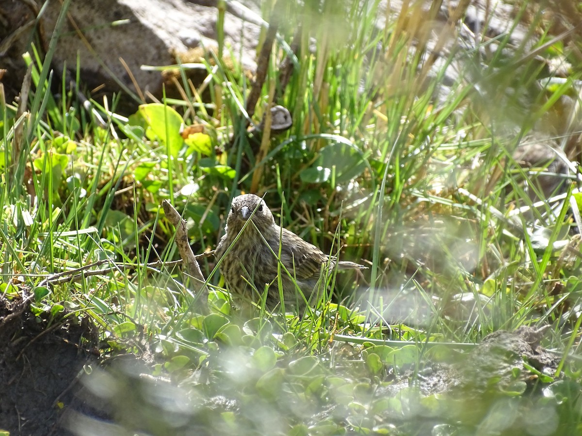 Plumbeous Sierra Finch - ML545414451