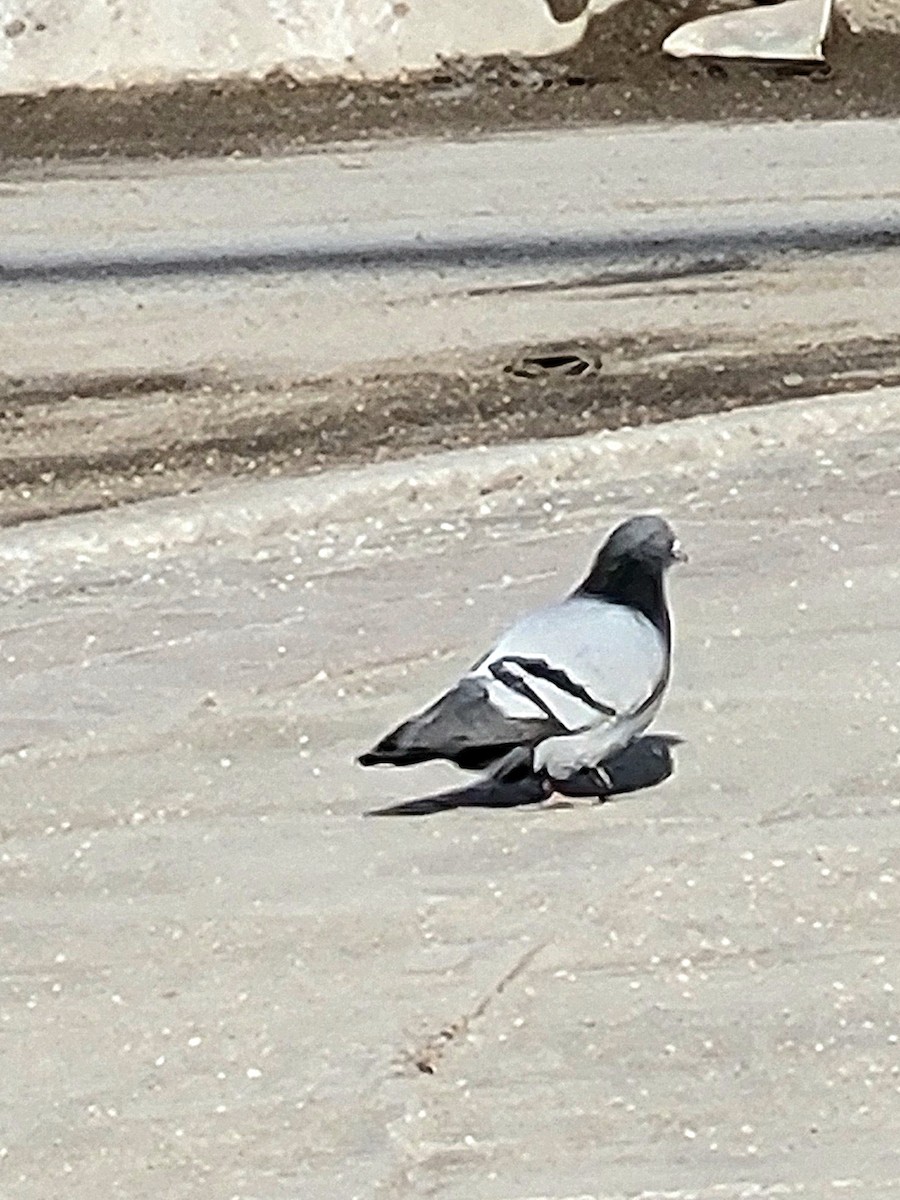 Сизый голубь (Одомашненного типа) - ML545414691