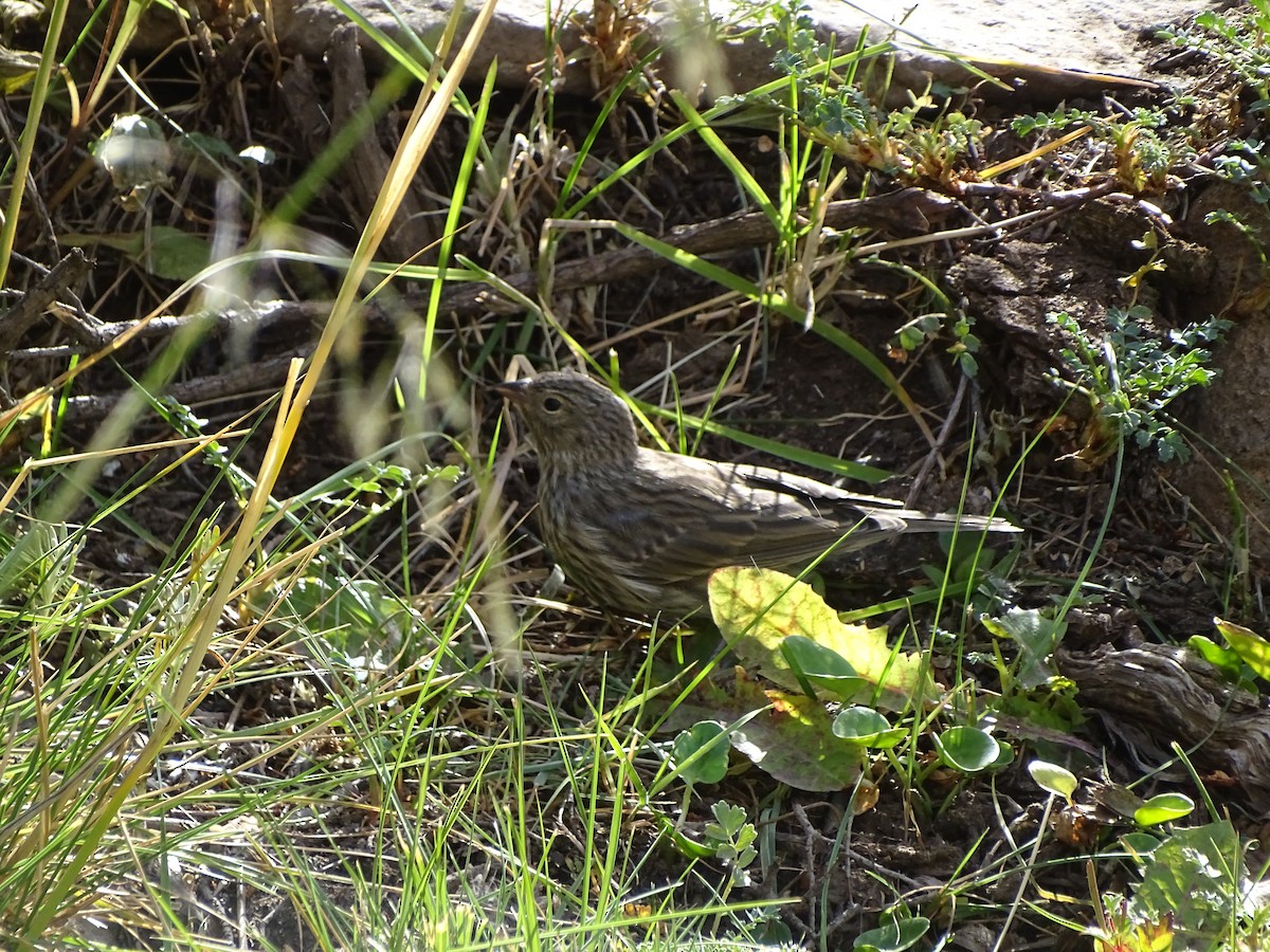 Plumbeous Sierra Finch - ML545414701