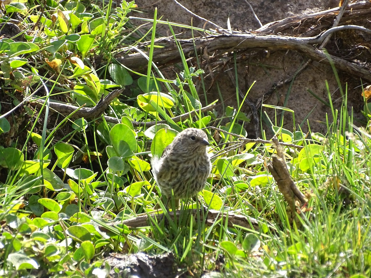 Plumbeous Sierra Finch - ML545414741