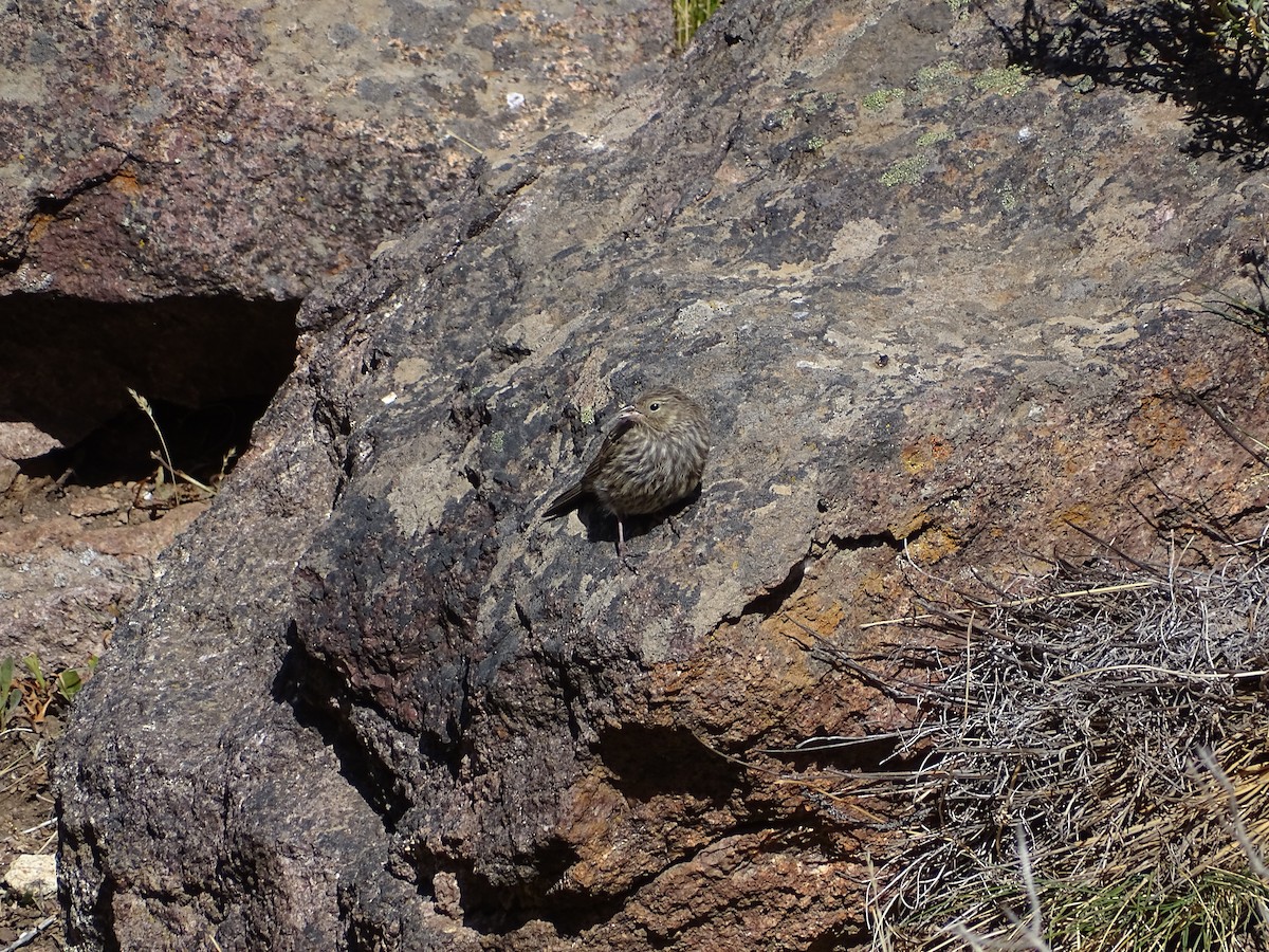 Plumbeous Sierra Finch - ML545414781