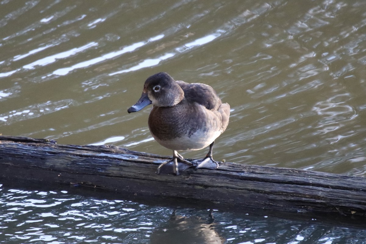 Ring-necked Duck - ML545415121