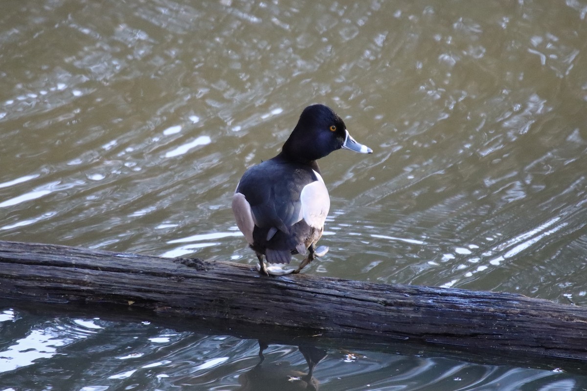 Ring-necked Duck - ML545415131