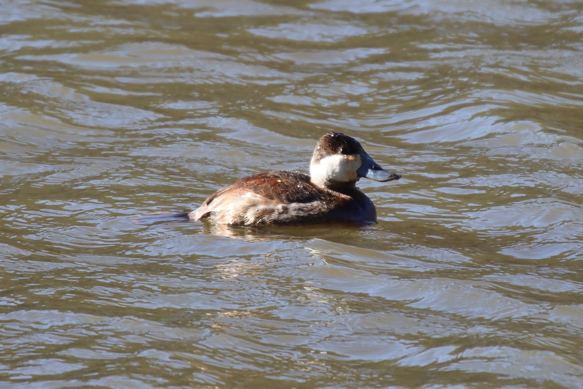 Ruddy Duck - ML545415191