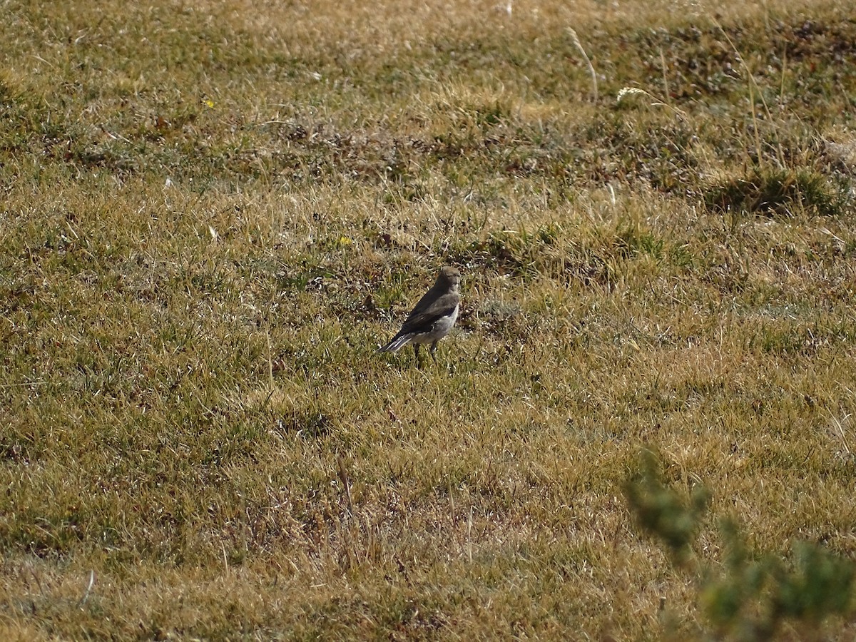 White-browed Ground-Tyrant - ML545415531