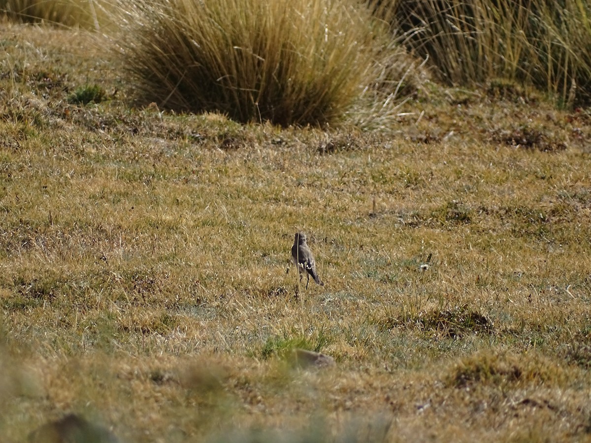 White-browed Ground-Tyrant - ML545415581