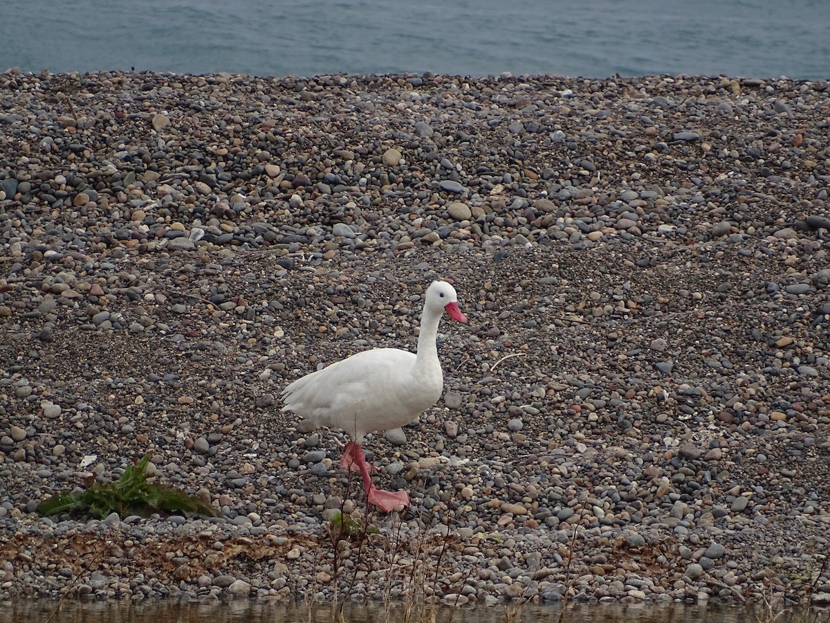 Coscoroba Swan - Nicole Arcaya-Orrego