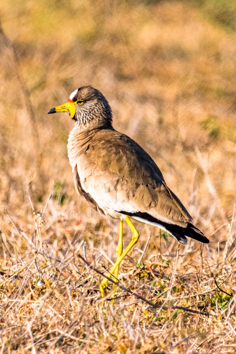 Wattled Lapwing - ML545416371