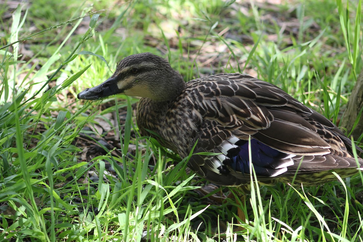 Mallard x Pacific Black Duck (hybrid) - ML545416381