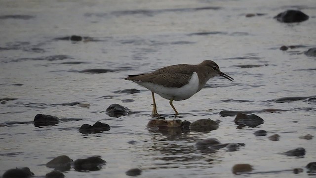 Spotted Sandpiper - ML545418061