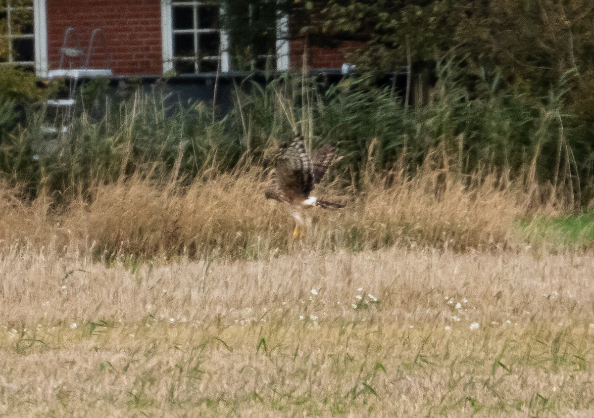 Hen Harrier - ML545420361