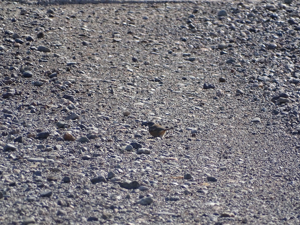 Gray-hooded Sierra Finch - ML545420401