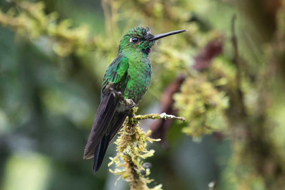 Green-crowned Brilliant - ML545421651
