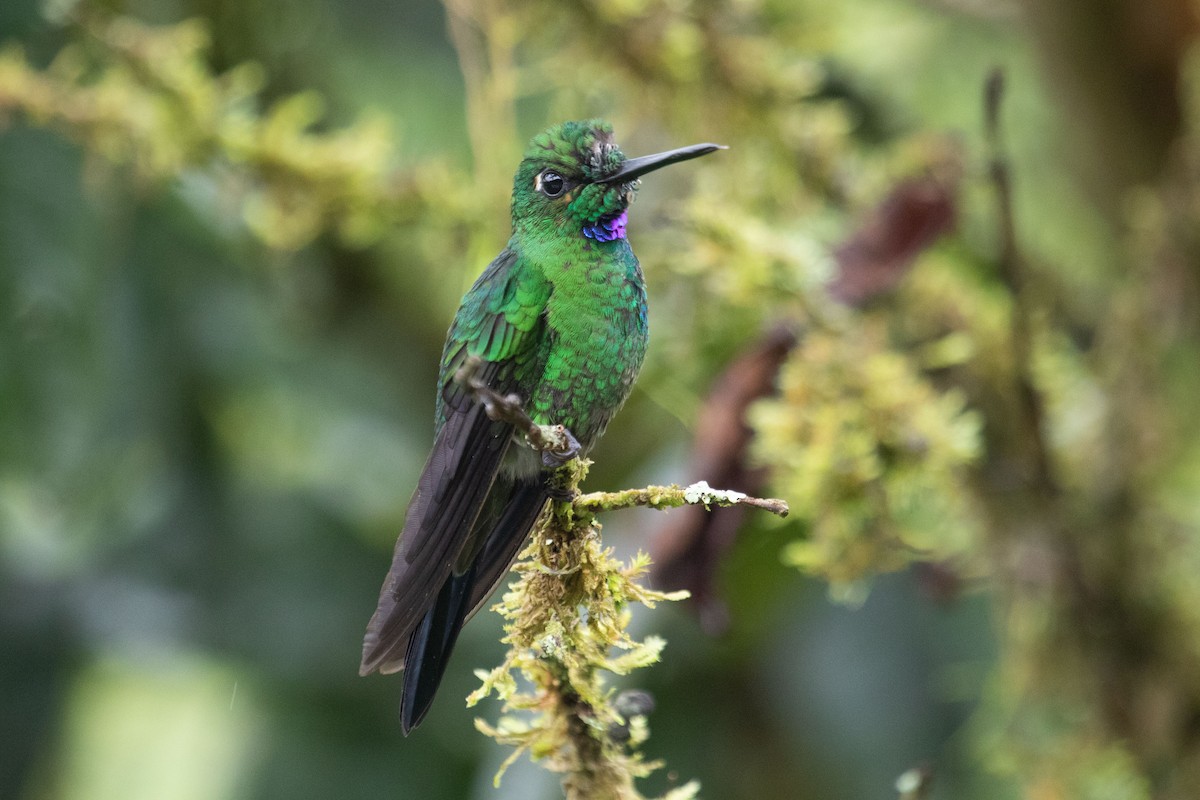 Green-crowned Brilliant - ML545421661