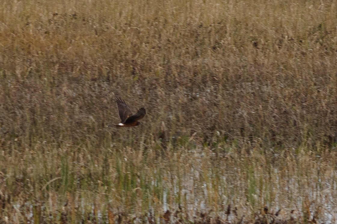 Aguilucho de Hudson - ML54542191