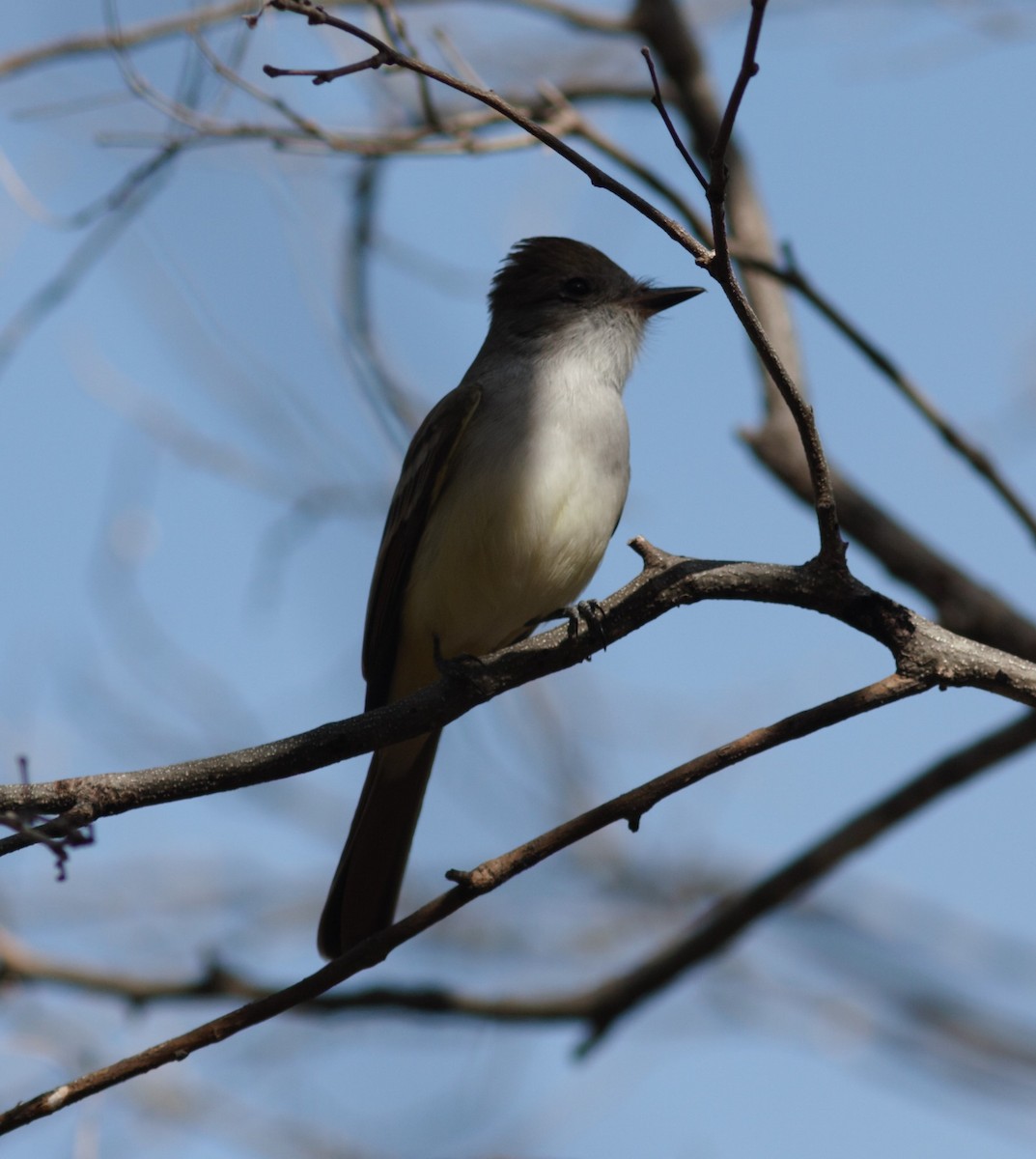 Nutting's Flycatcher - David Vander Pluym