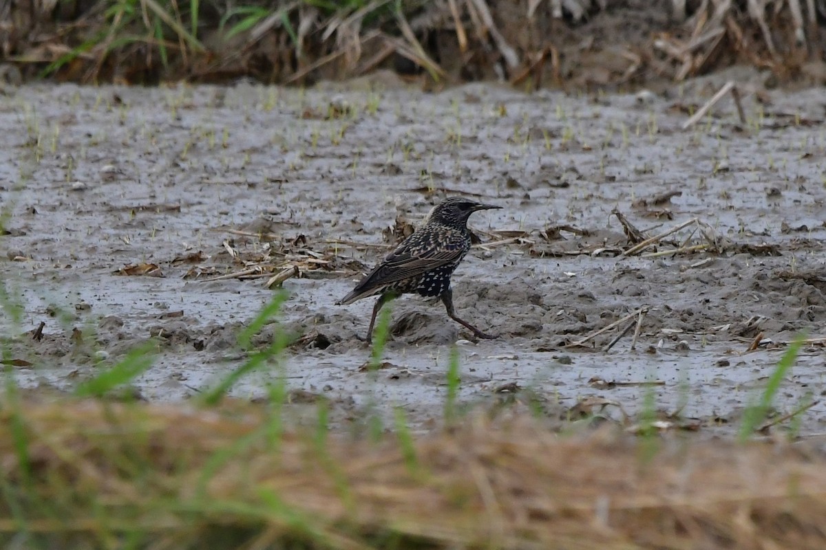 European Starling - Mana Krasprapan