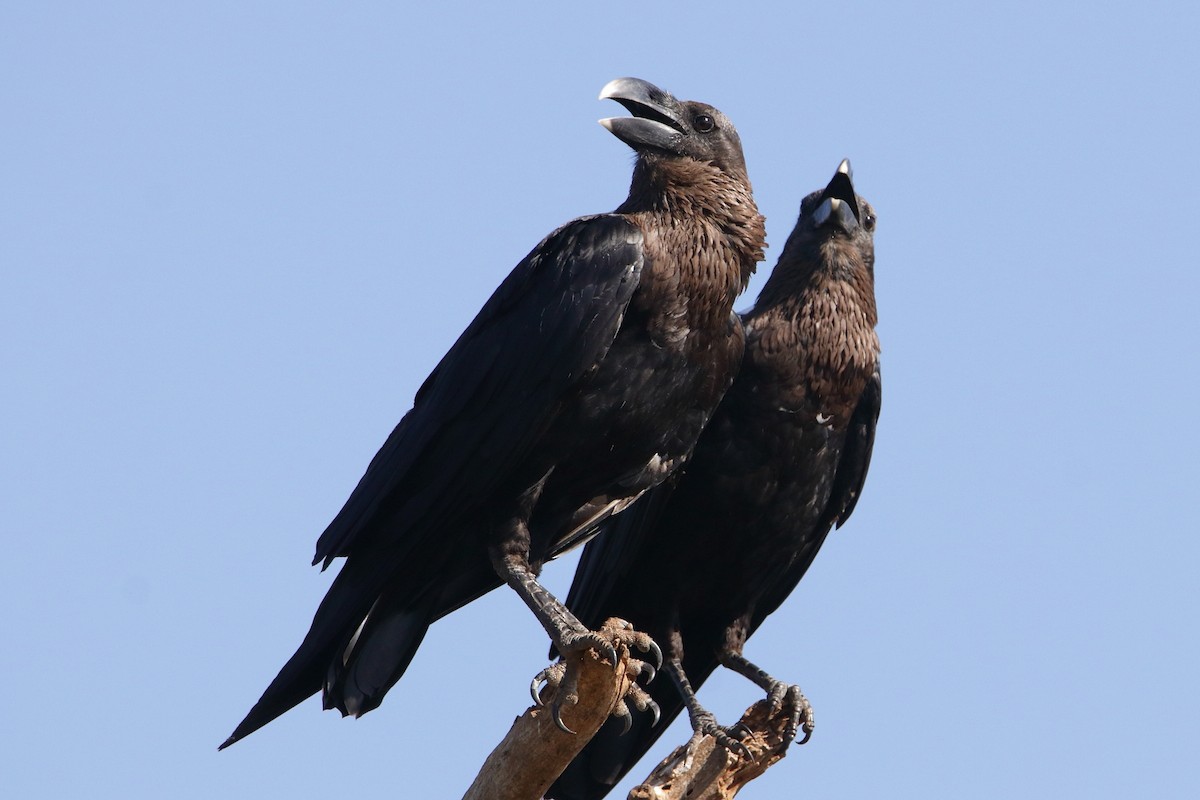 White-necked Raven - ML545423271