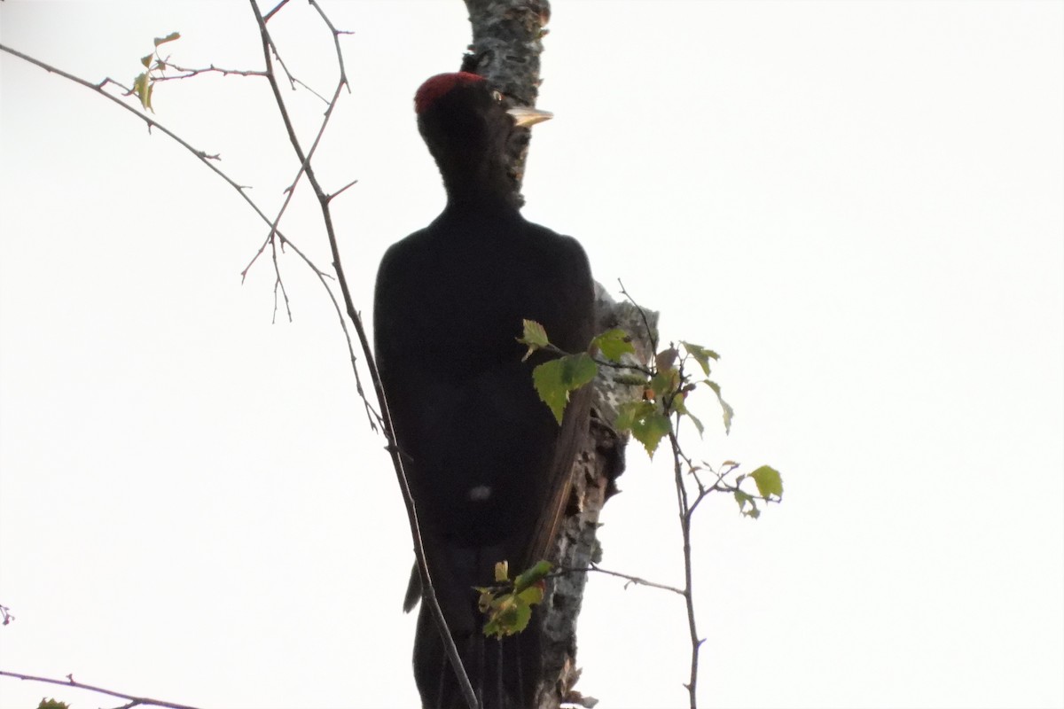 Black Woodpecker - Rainer Opitz