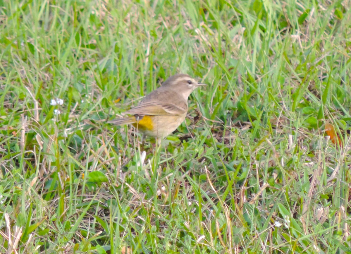 Paruline à couronne rousse - ML545423611