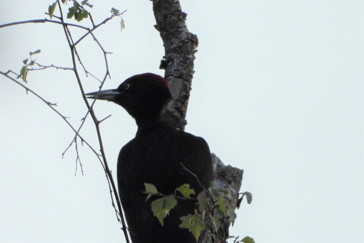 Black Woodpecker - Rainer Opitz