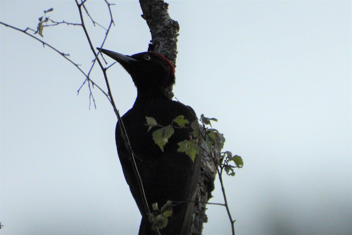 Black Woodpecker - Rainer Opitz