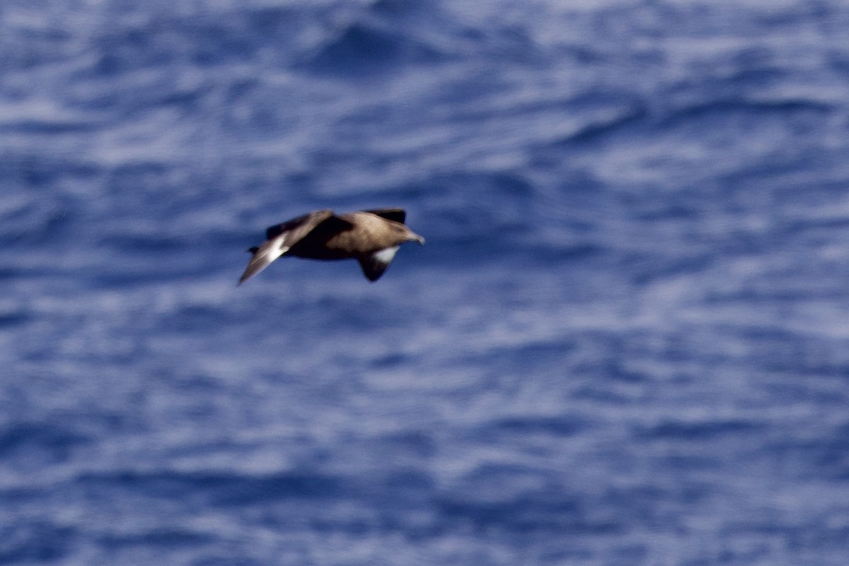 South Polar Skua - ML545423761